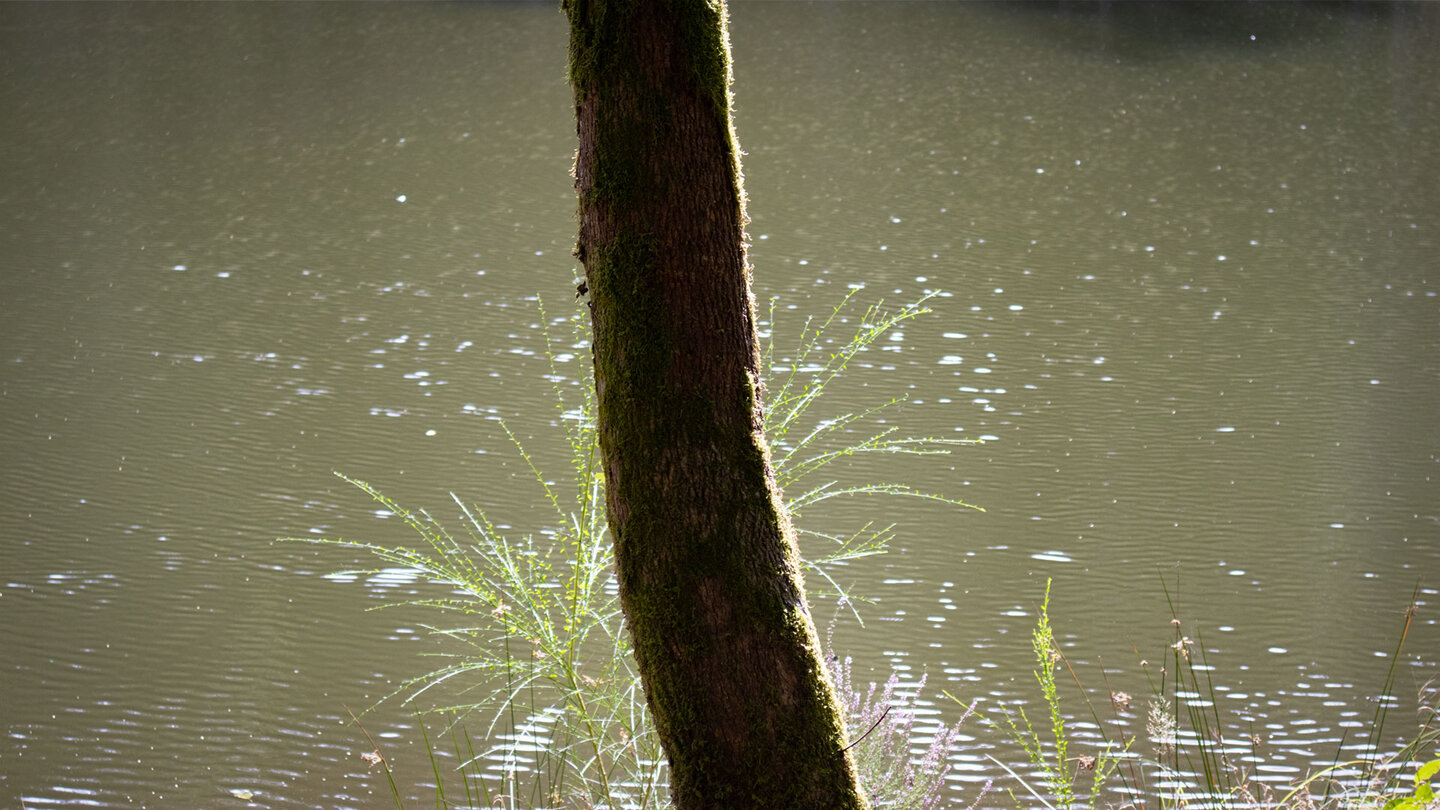 Nahaufnahme eines Baumstamms am Landschaftsweiher im Bottental mit funkelnden Lichtreflexen auf dem Wasser im Hintergrund
