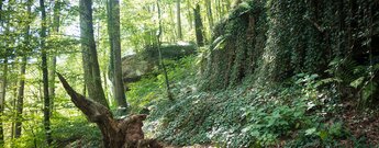 Wandern auf den Pirmasenser Teufelspfad Tour