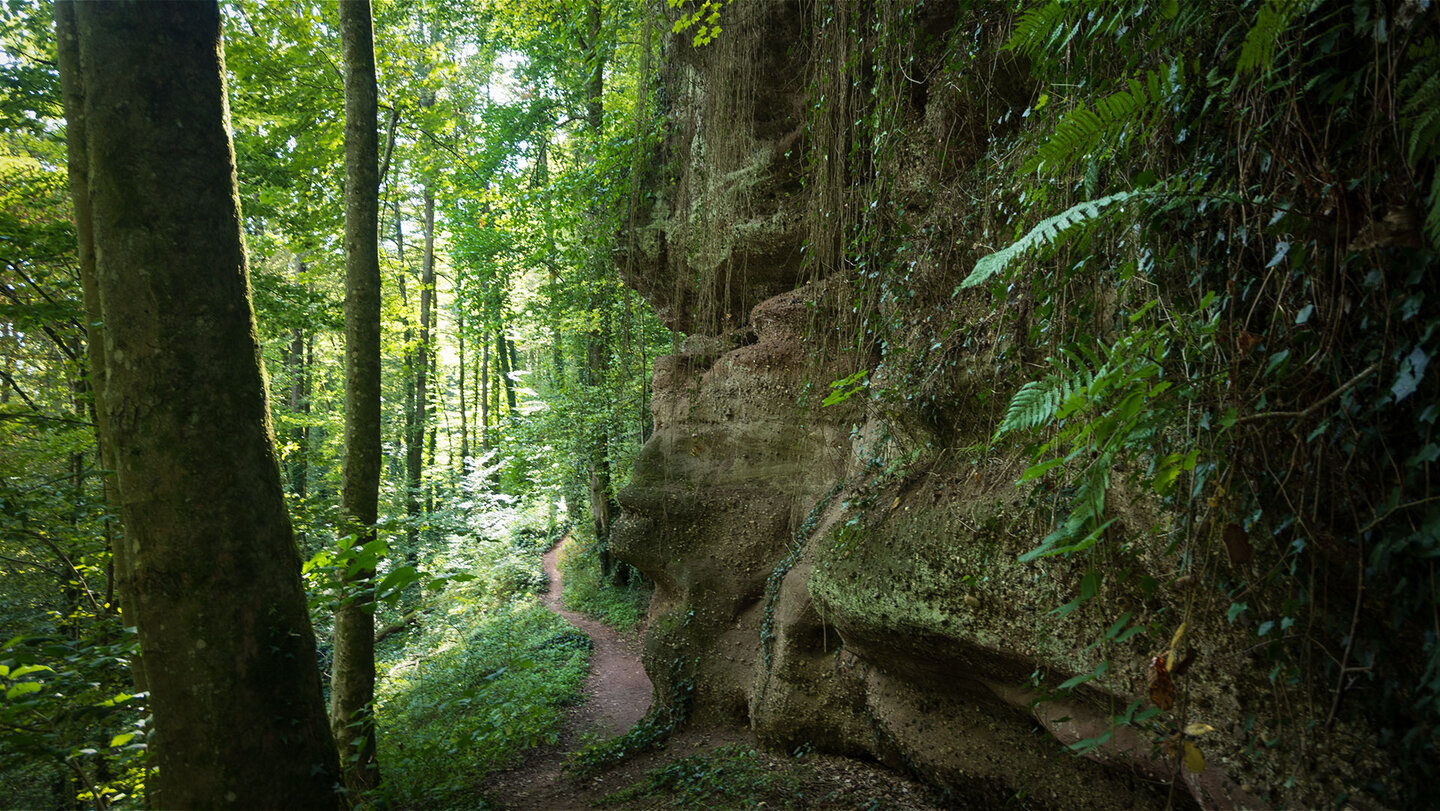 Urwaldgefühl auf der Teufelspfad Tour bei Obersimten