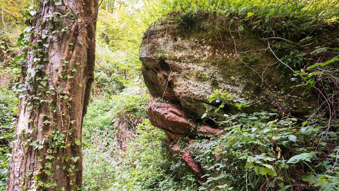 Vegetaton am Wanderweg