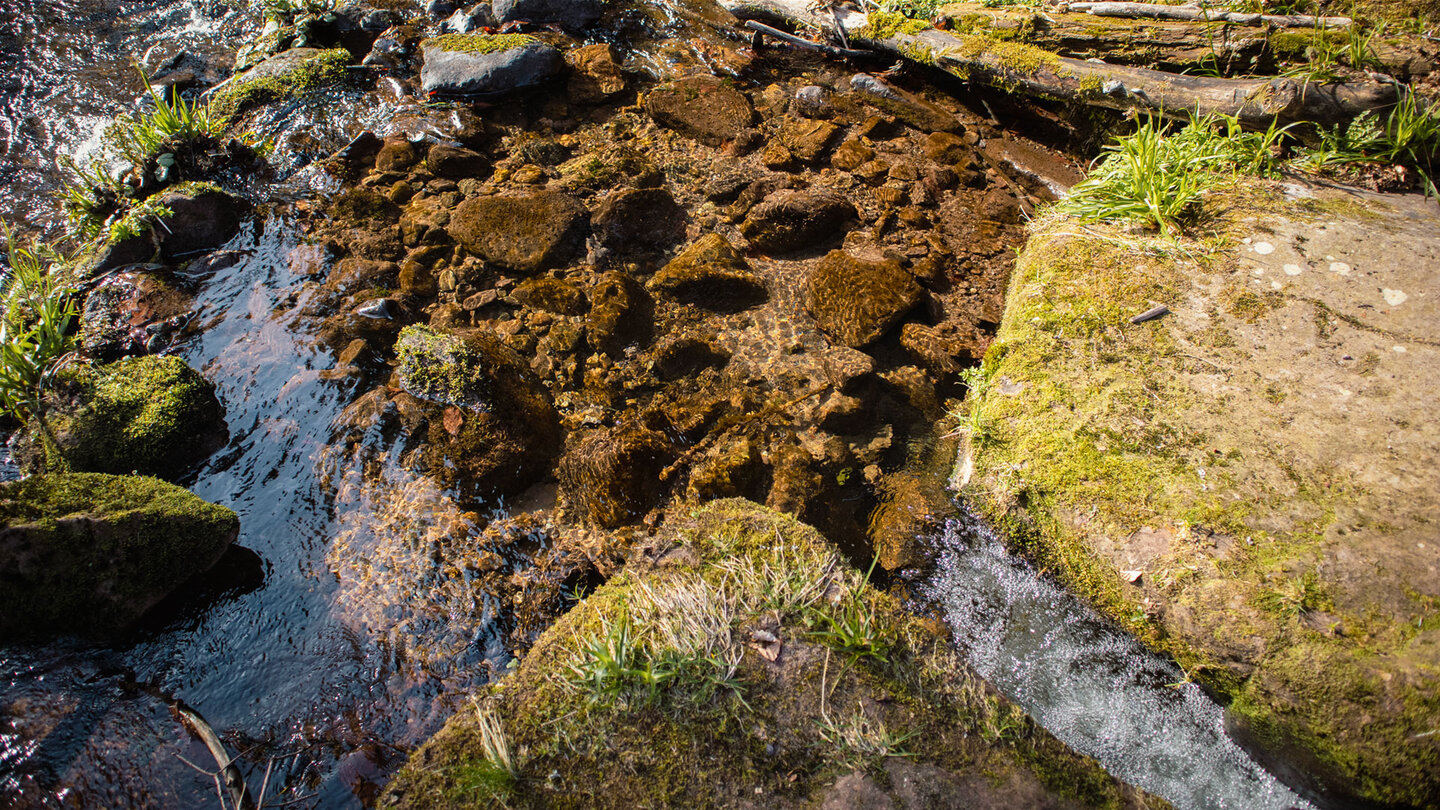 Bachquerung über die Wilde Rench