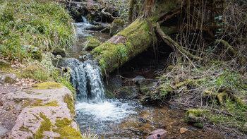 Pirschpfad am Schwarzgrund-Bach