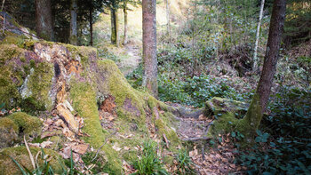 Wurzelpfade am Pirschpfad