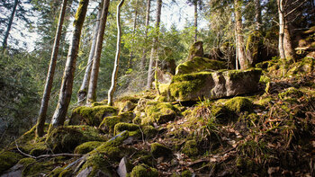 bemooste Felsen im Tal der WIlden Rench
