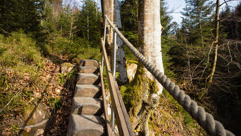 die Baumtreppe am Pirschpfad