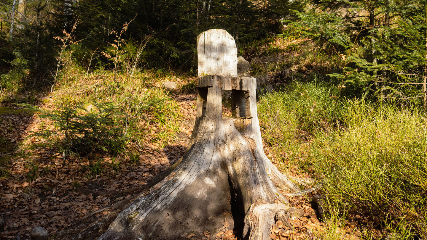der hölzerne Baum-Thron zwischen Heidelbeersträuchern