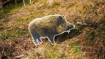 Aufsteller eines Wildschweins am Pirschpfad