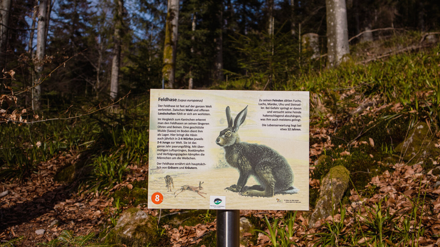 Wissensstation Feldhase am Pirschpfad