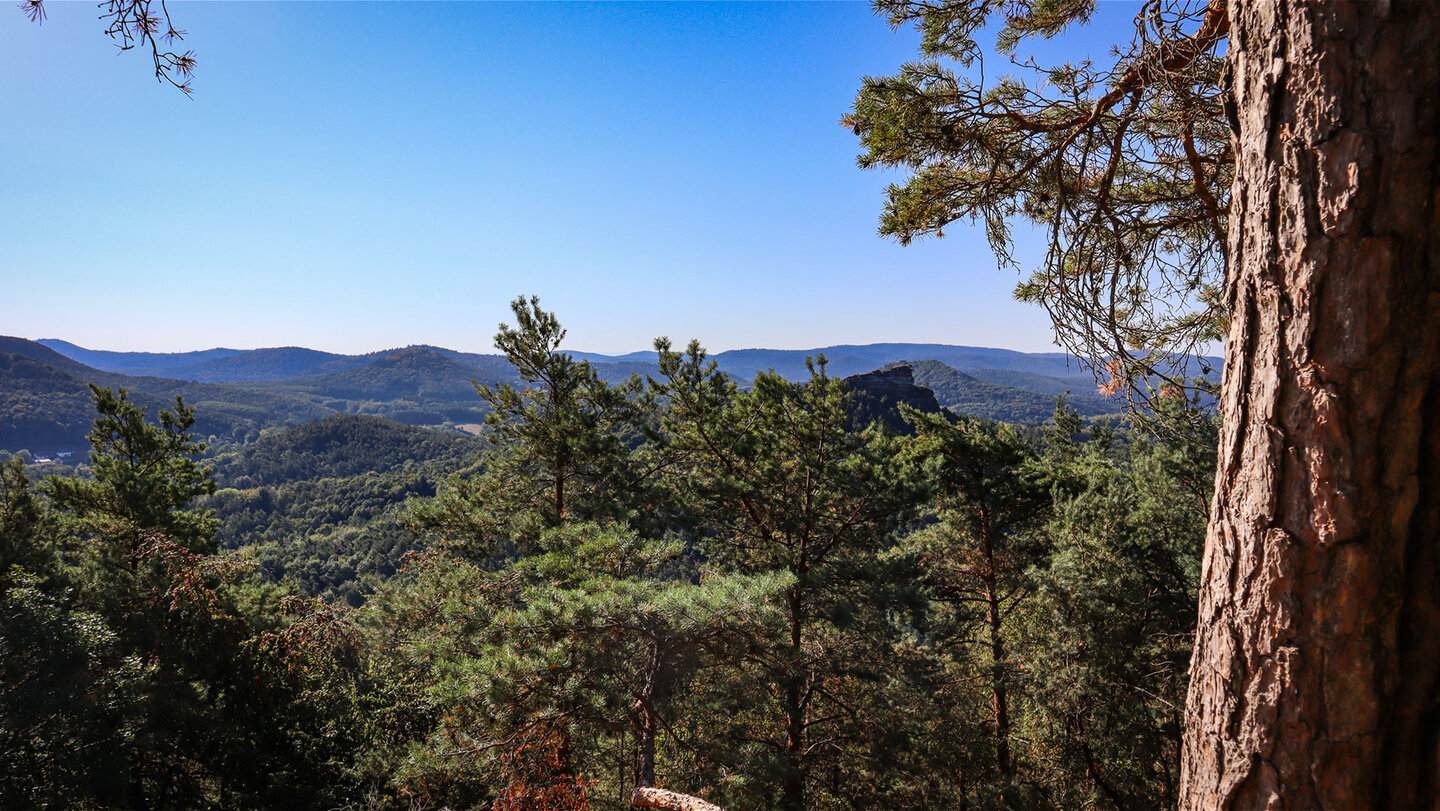 Blick vom Kühhungerfelsen über den Wasgau – Kiefern, der Haselstein und die Höhenzüge des Pfälzerwaldes.