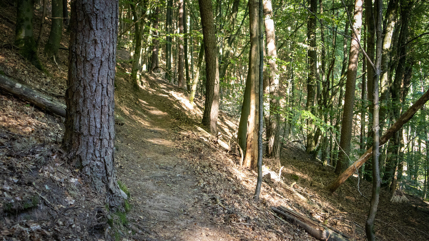 Waldpfad bei Oberschlettenbach