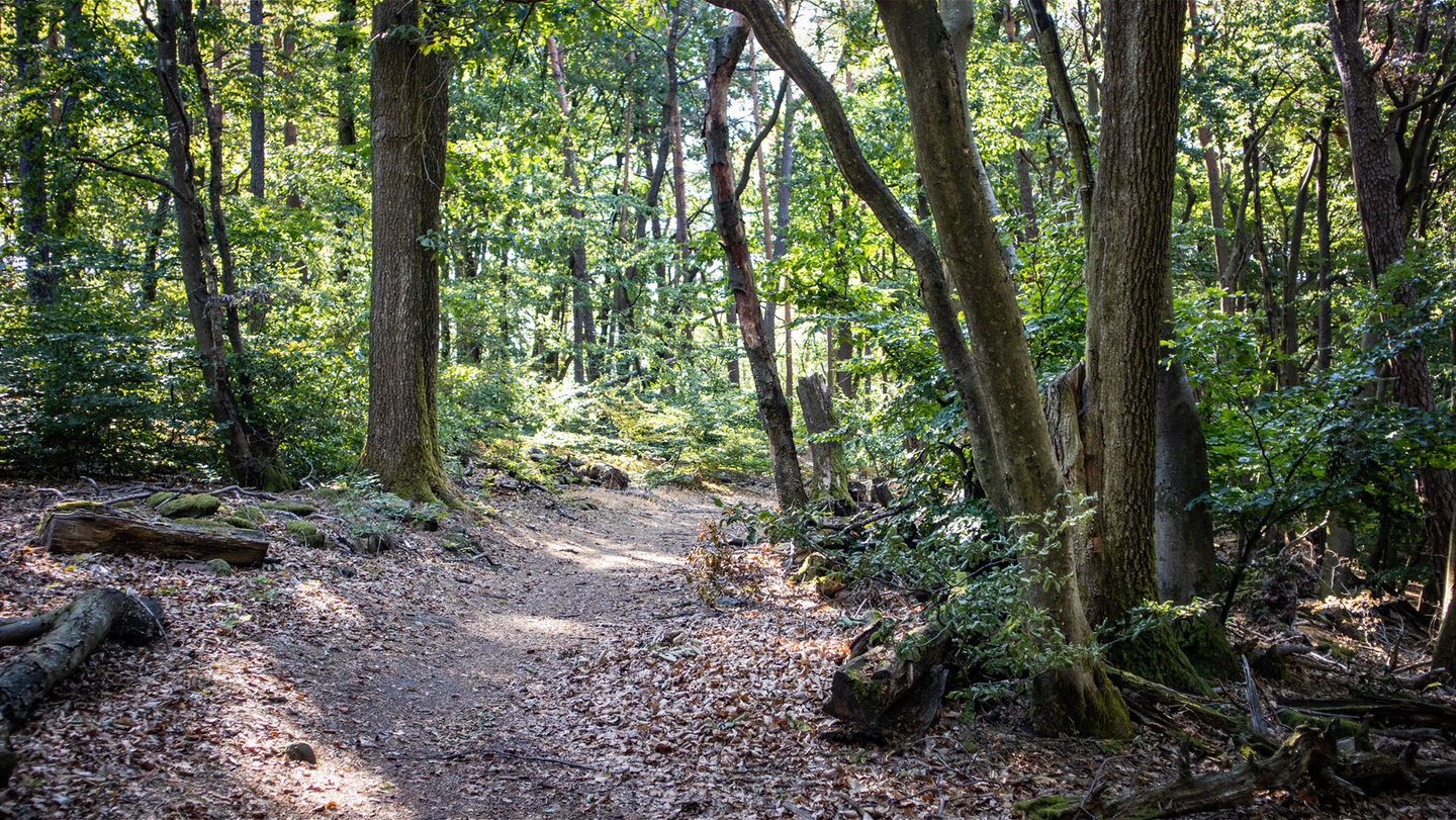 Der Höhenweg führt über den Kamm Richtung Zimmereckfelswand.