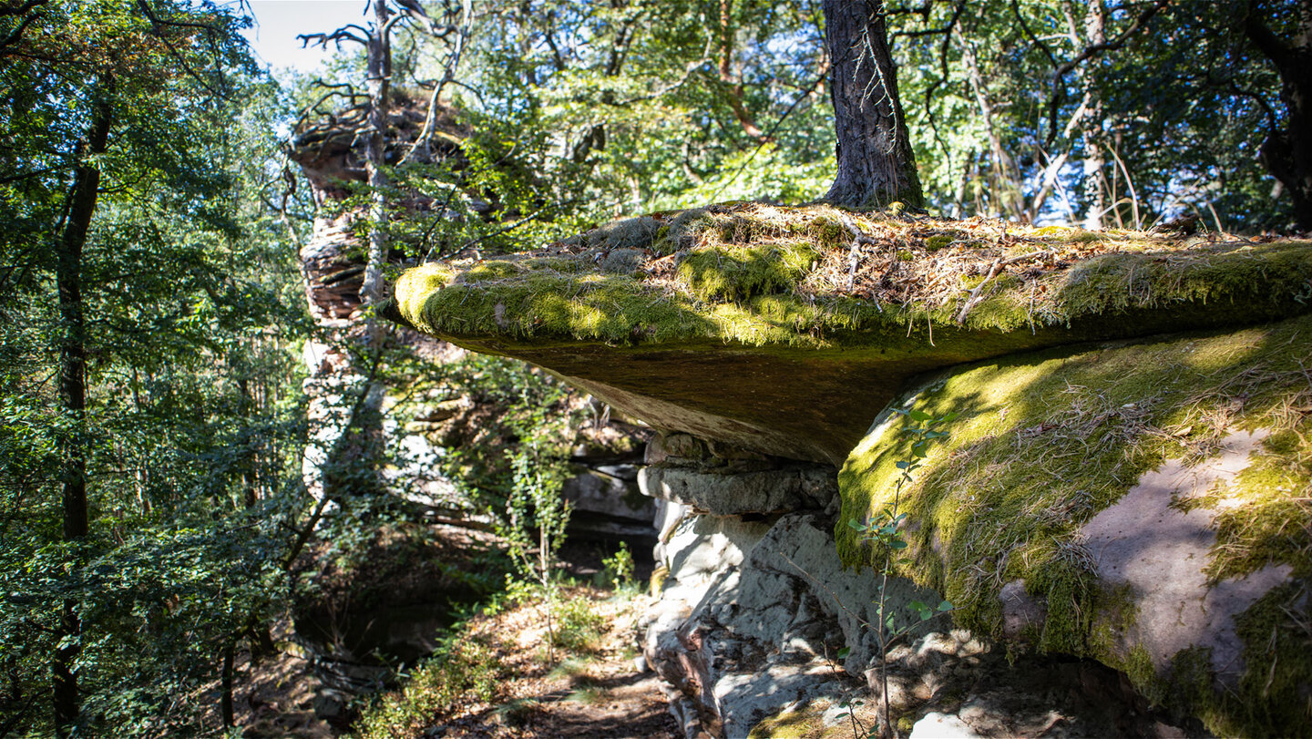 Moosbedeckter Waldfelsen an der Zimmereckfelswand