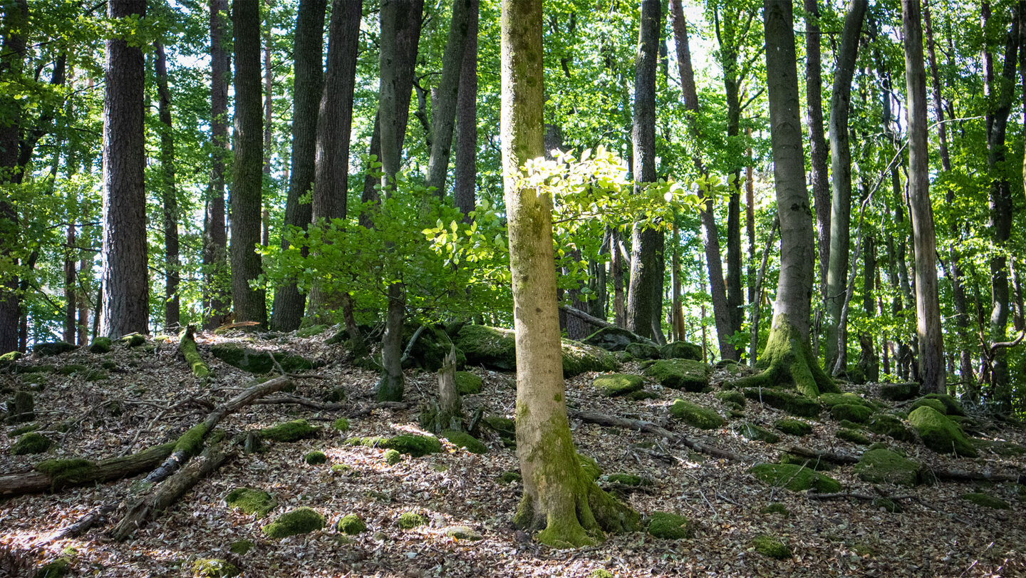 Hochwald auf dem 429 Meter hohen Schindberg