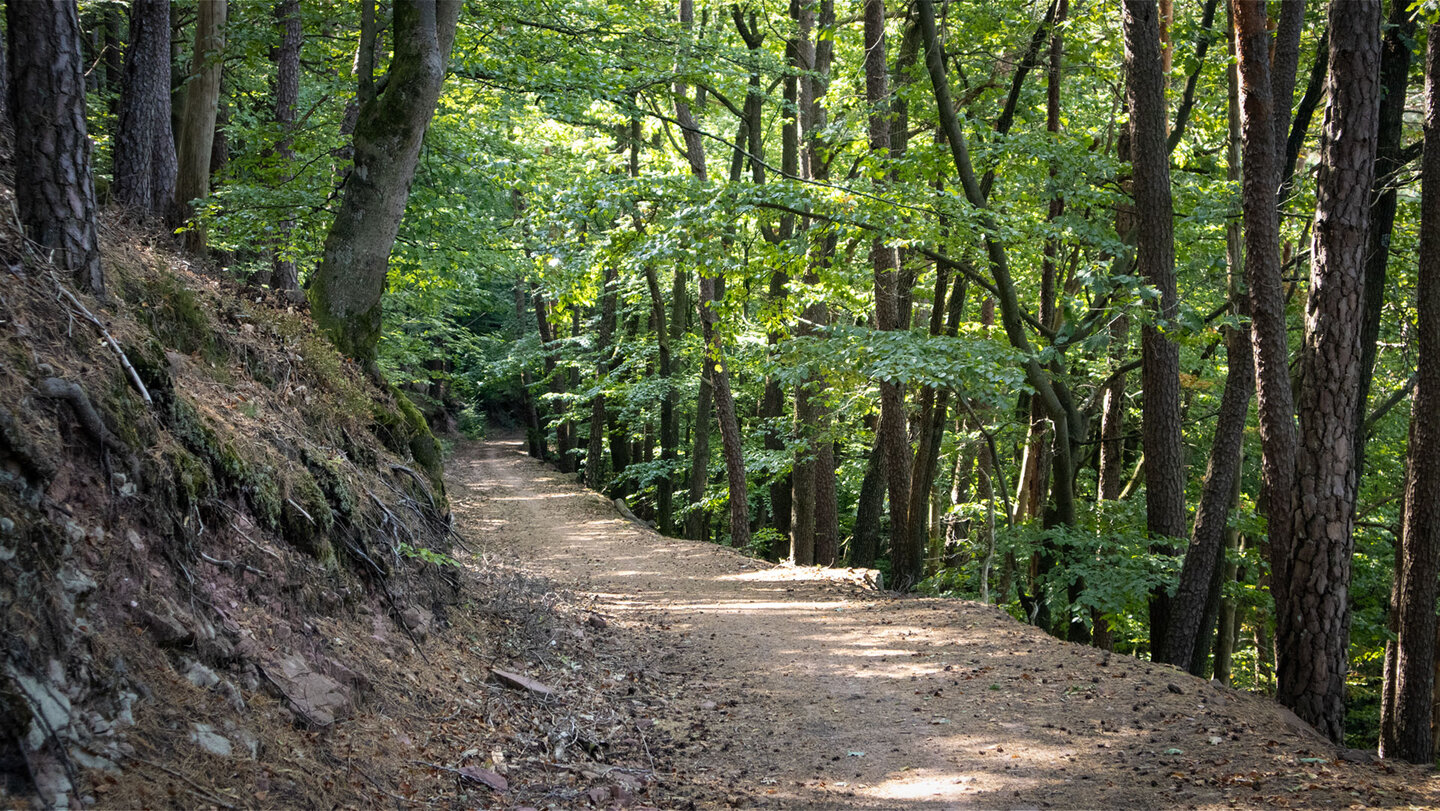 Auf dem Oberschlettenbacher Höhenweg: Vom Schindberg führt ein bequemer Forstweg durch Wald.