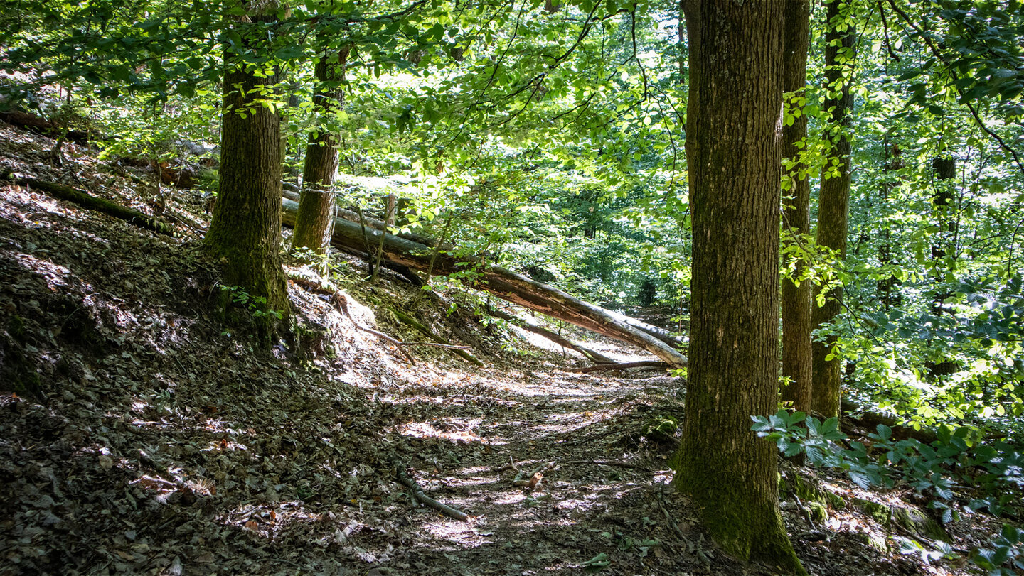 Naturbelassener Waldpfad – umgestürzte Stämme und dichtes Grün am Hang.