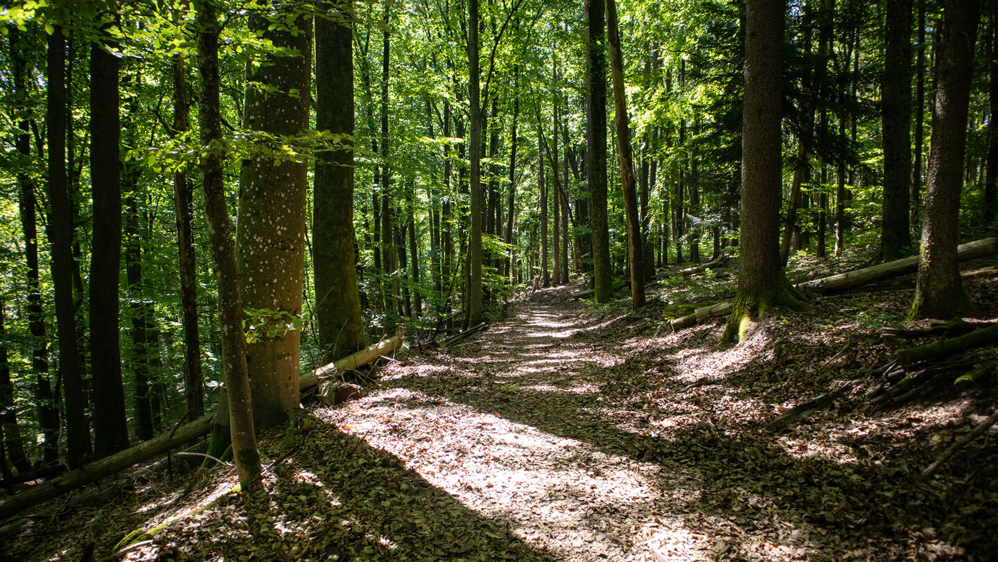 Rückweg nach Oberschlettenbach: Waldpfad durch den Buchenwald.