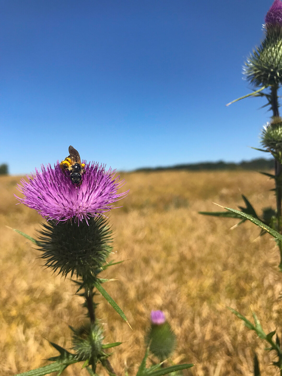 Biene auf einer blühenden Distel