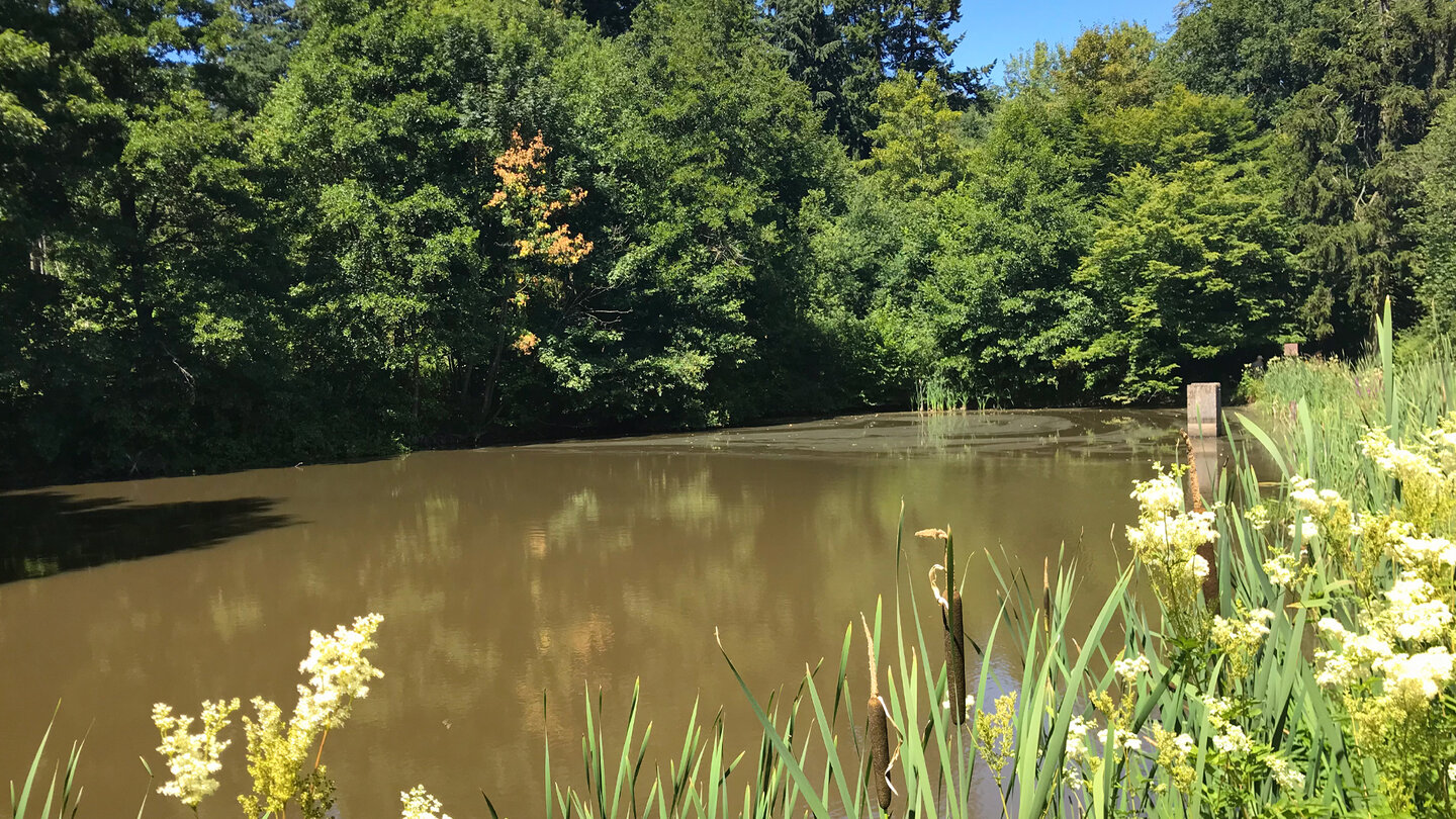 Teich im Schächerbachtal