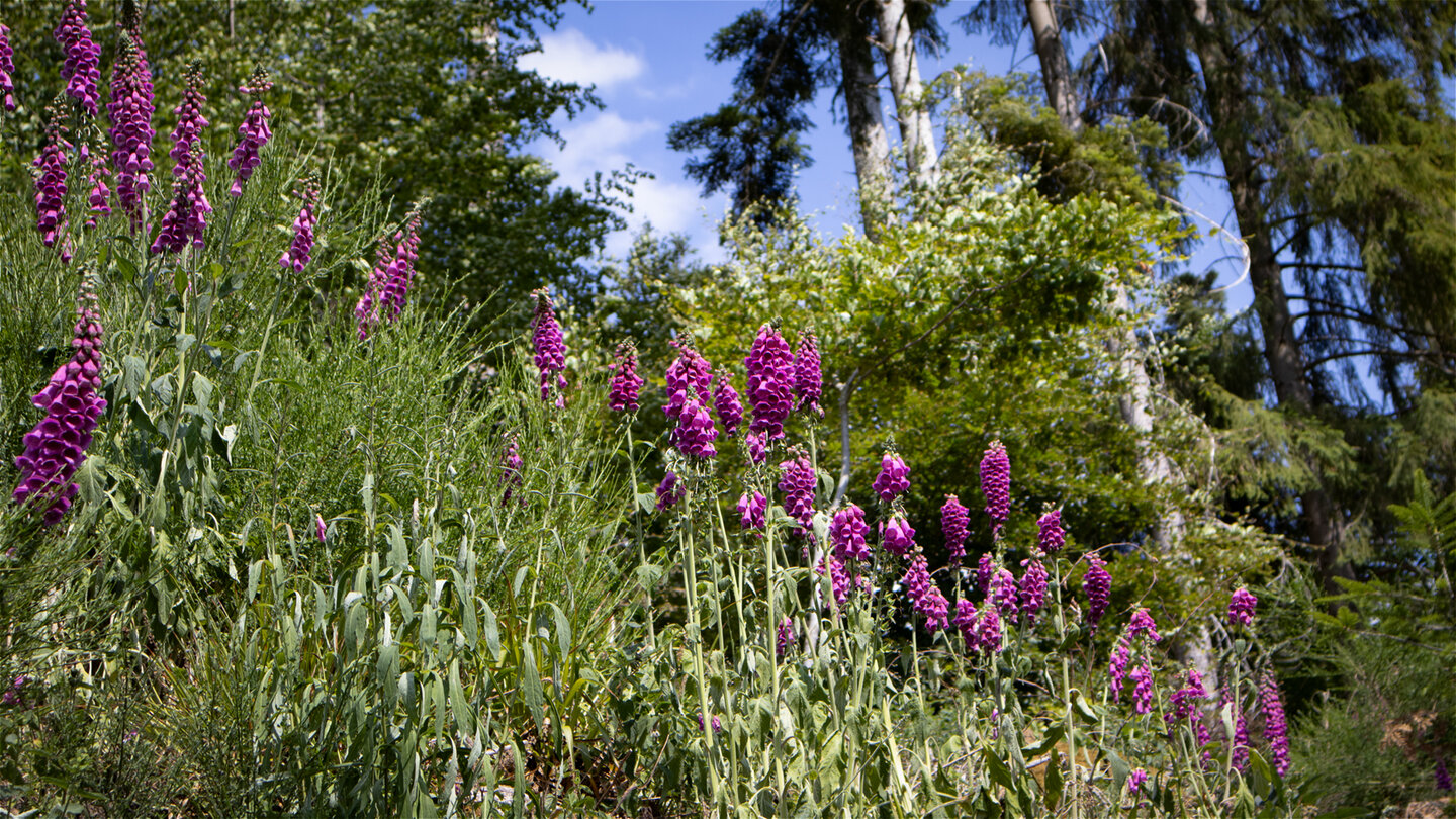 Fingerhüte am Wegesrand