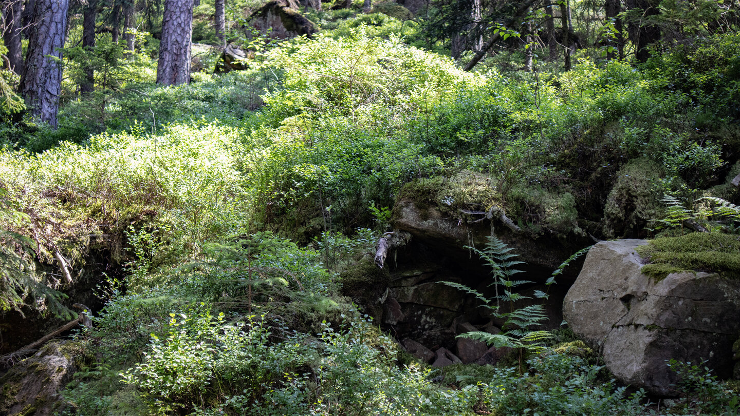 Wald entlang der Schwarzwaldwanderung