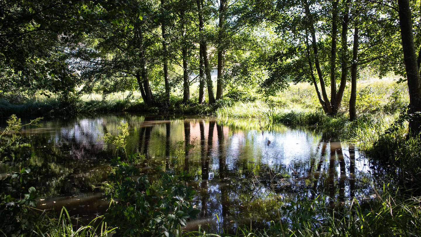 idyllischer Weiher bei Spirkelbach Weiher bei Spirkelbach