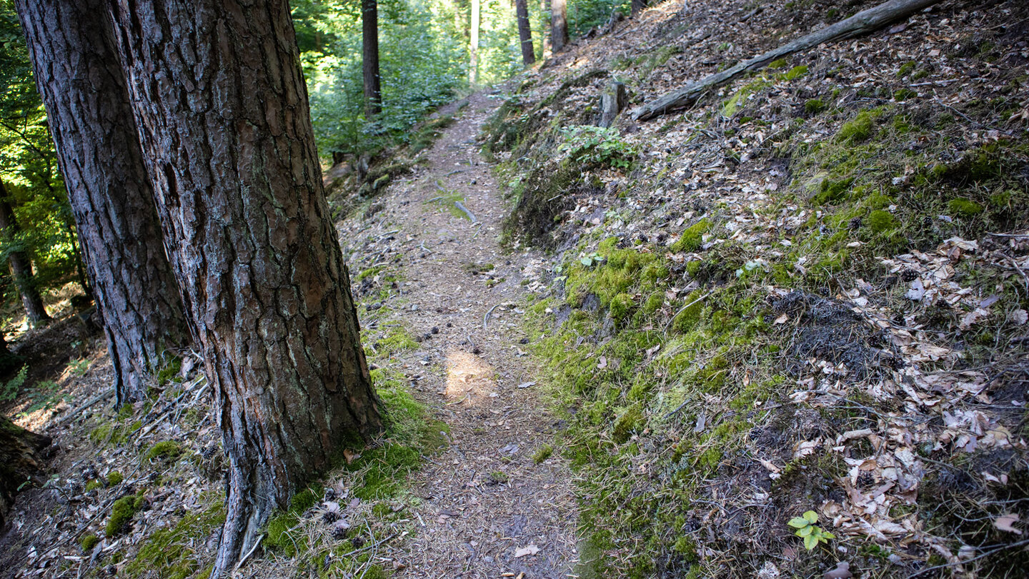 Wanderpfad am Spirkelbacher Höhenweg Wanderpfad am Spirkelbacher Höhenweg