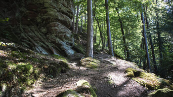 Wanderpfad im Pfälzerwald