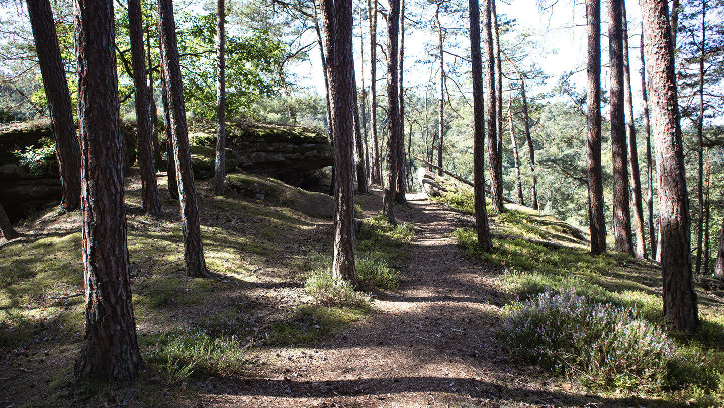 Wanderpfad zum Prälatentürmchen Wanderpfad zum Prälatentürmchen