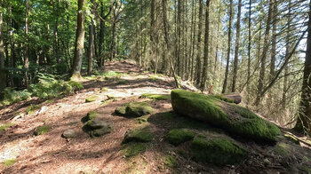 Kammwanderweg auf dem Rindsberg