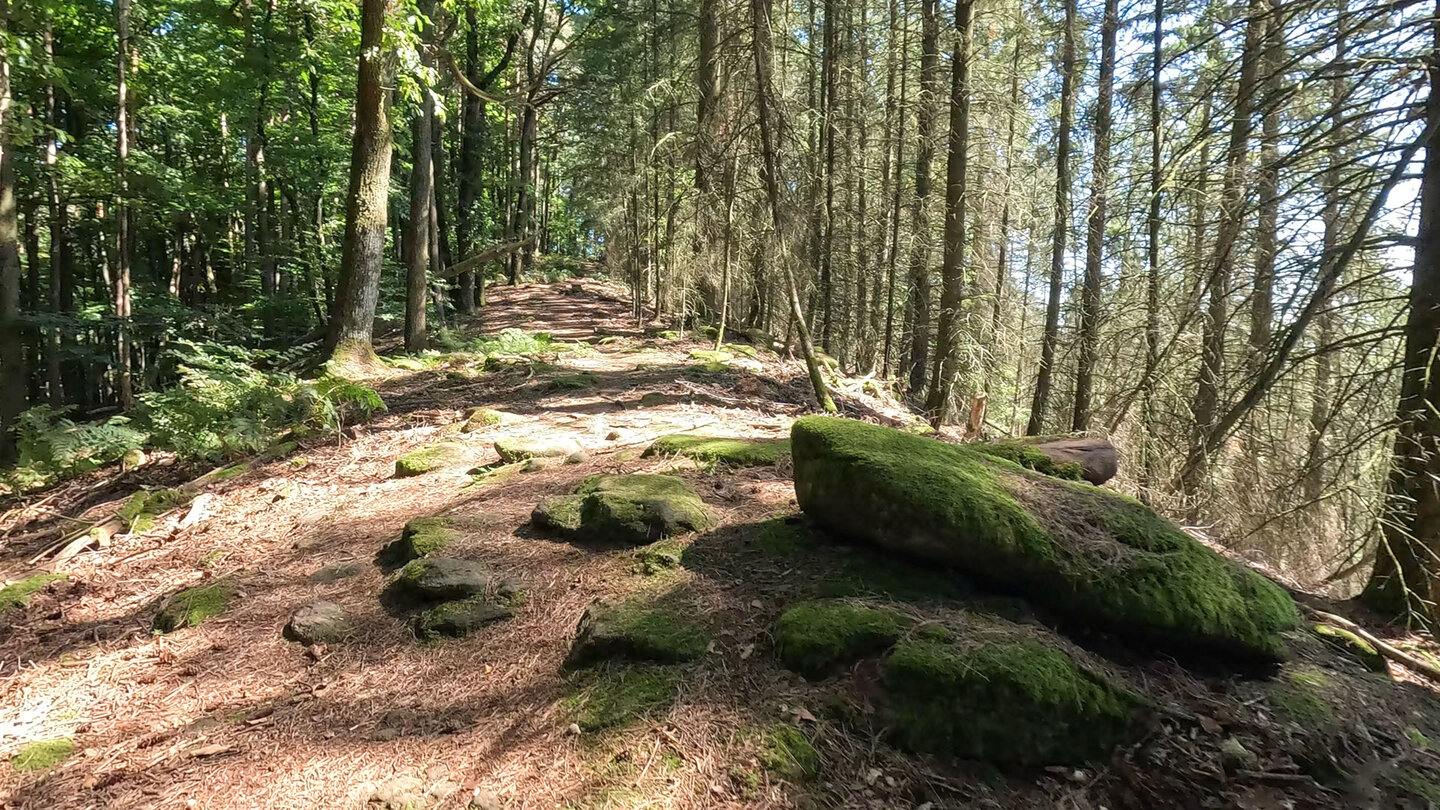 Kammwanderweg auf dem Rindsberg bei Spirkelbach Kammwanderweg auf dem Rindsberg