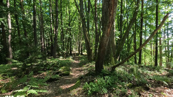 Waldpfad Richtung Buchholzfelsen