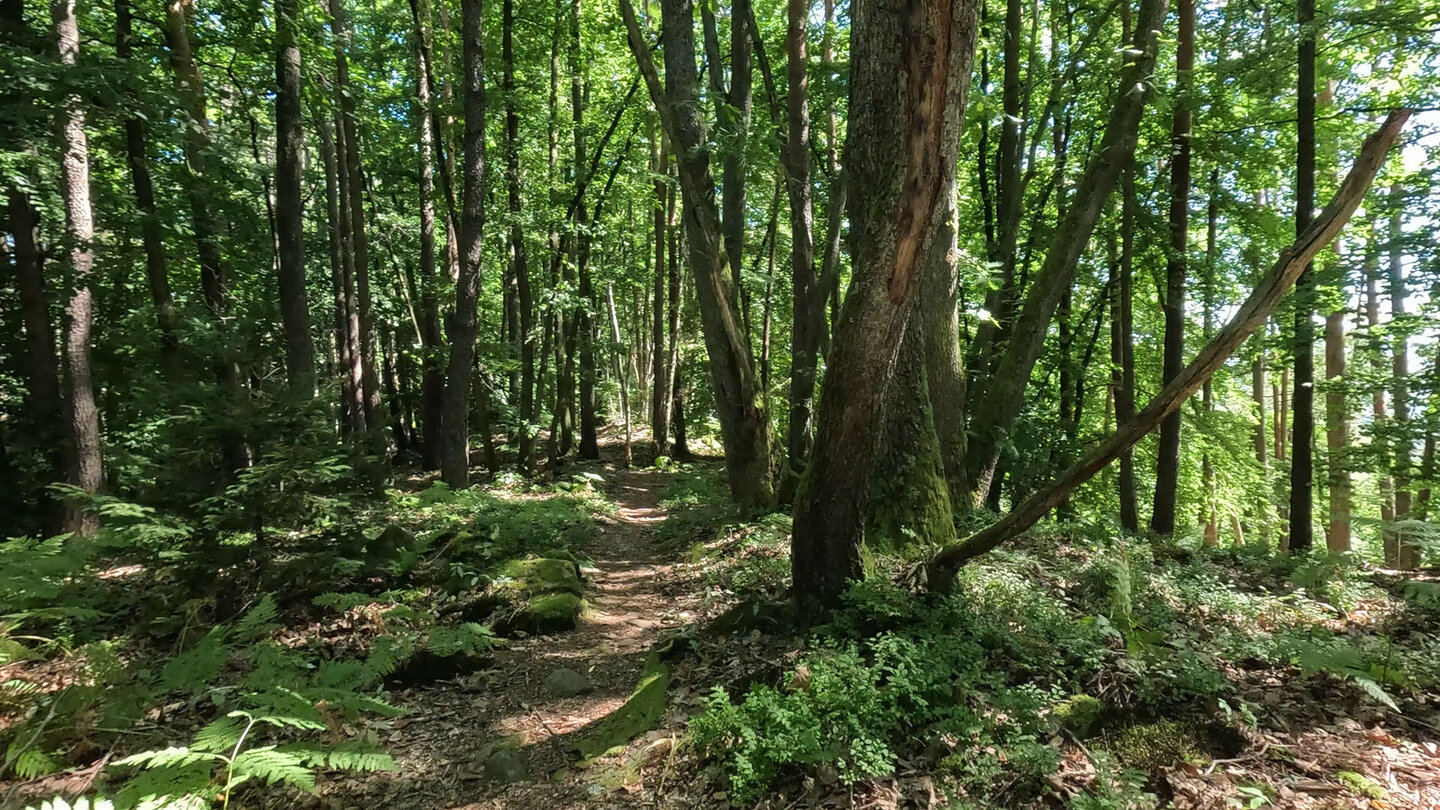 Waldpfad Richtung Buchholzfelsen Waldpfad Richtung Buchholzfelsen
