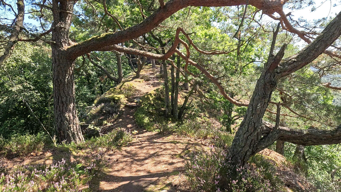 Wanderpfad auf dem Felsenband der Buchholzfelsen Wanderpfad auf dem Felsenband der Buchholzfelsen