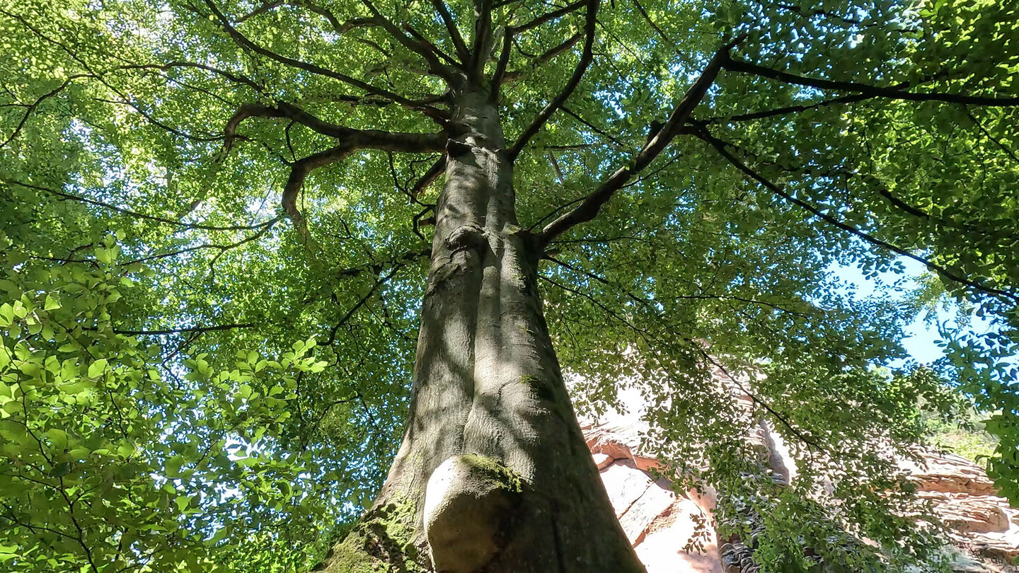 eine Buche beim Rindsberg Westpfeiler Buche beim Rindsberg Westpfeiler