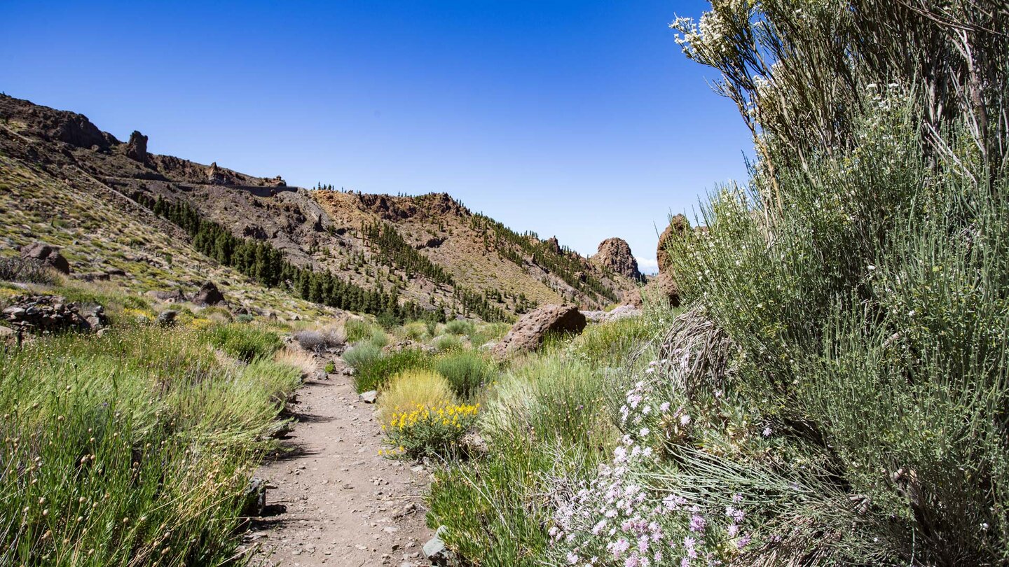 Wanderweg 41 zum Barranco de Erques im Teide Nationalpark