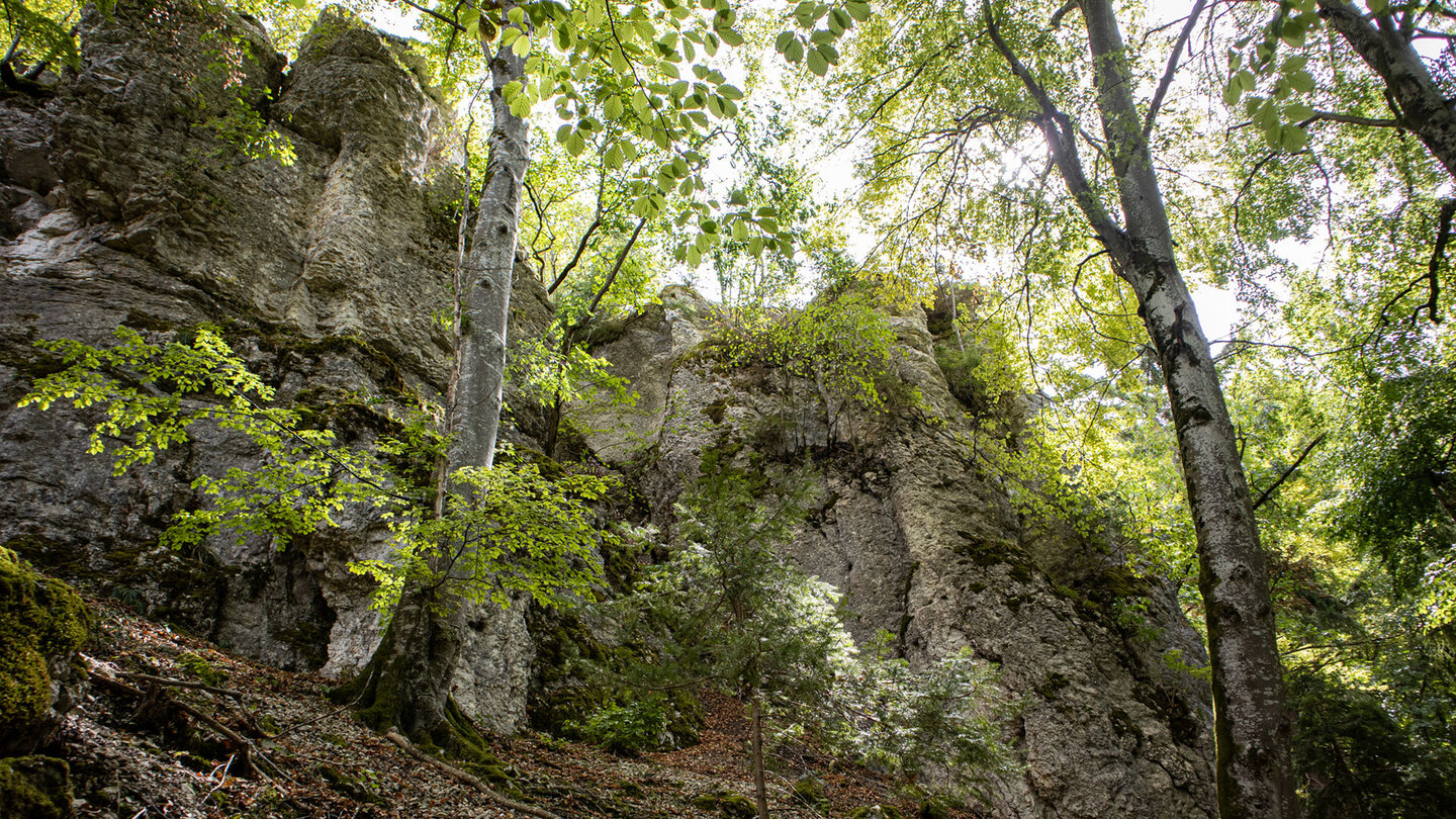 Jägersteig an den Hausener Zinnen bei Hausen im Tal – Kalksteinwände im Buchenwald, Froschperspektive in den Baumkronen