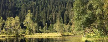 Birken besiedeln Ufer und Schwingrasenflächen auf dem Ellbachsee