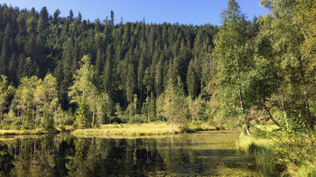 Birken besiedeln Ufer und Schwingrasenflächen auf dem Ellbachsee