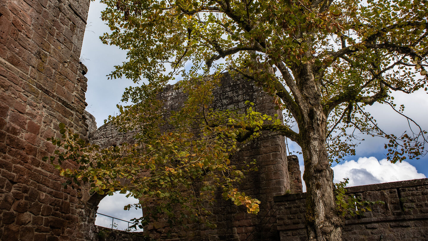 Burgruine Madenburg – eine der ältesten und größten Burganlagen der Pfalz.