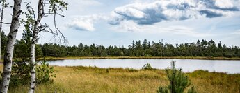 Wildsee im Moor bei Kaltenbronn