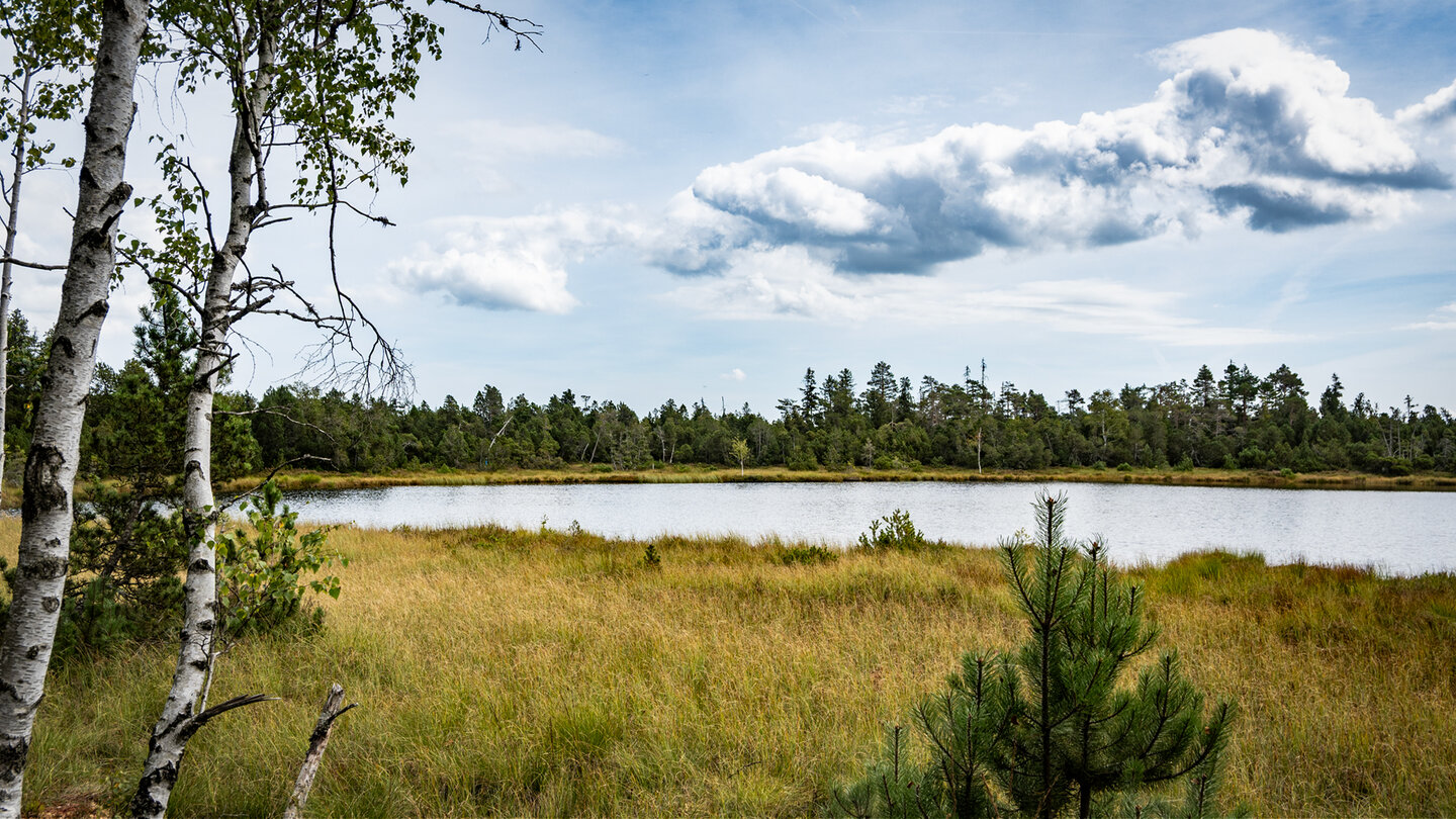 Wildsee im Moor bei Kaltenbronn