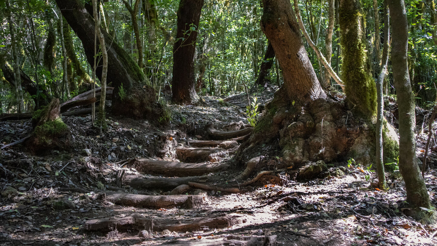 Wanderpfad durch den Nebelwald der Insel La Gomera