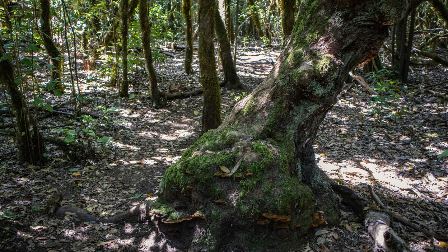 skurril geformte Bäume am Wanderweg Cañada de Jorge