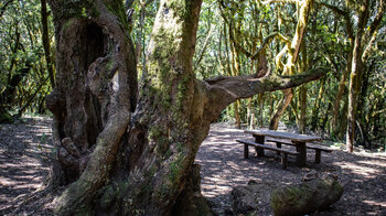 uralter Til am Ausgangspunkt der Wanderung Raso de Bruma