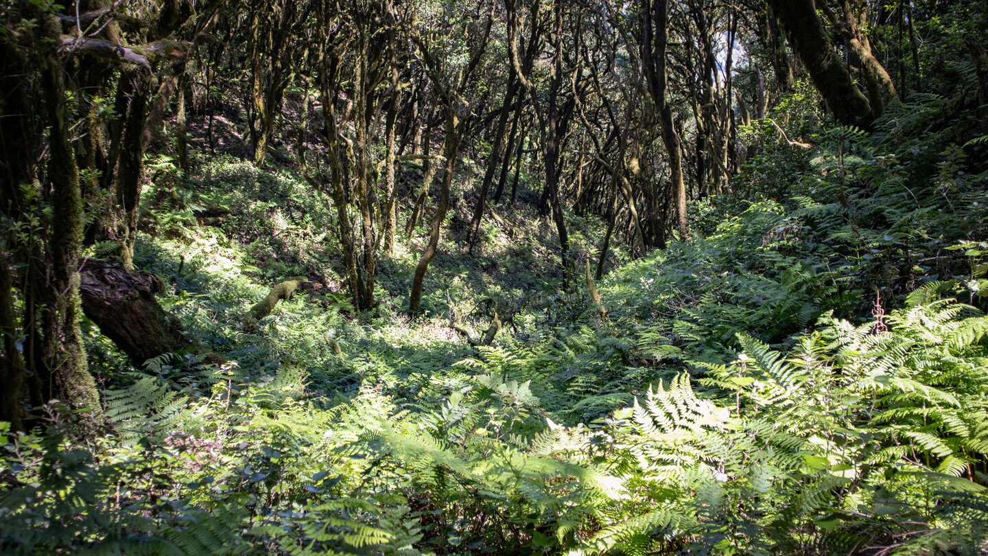 Licht- und Schattenspiel auf Farnen in einer Schlucht am Wanderweg