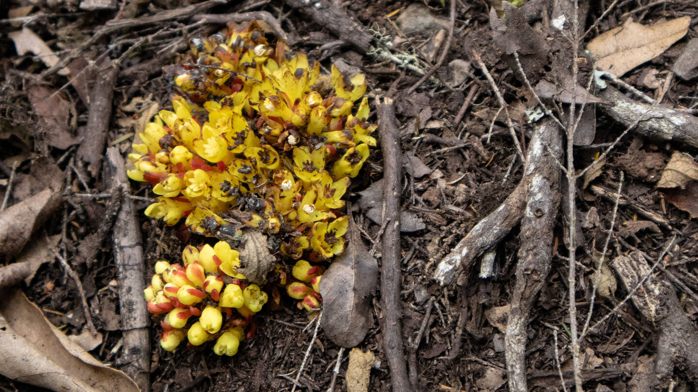 der Gelbe Zistrosenwürger {Cytinus hypocistis)