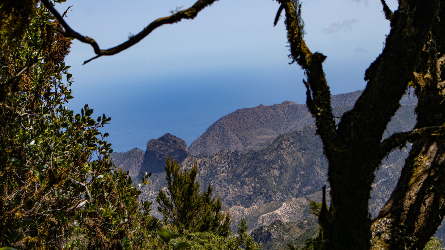 Blick durch den Lorbeerwald auf den Roque Cano