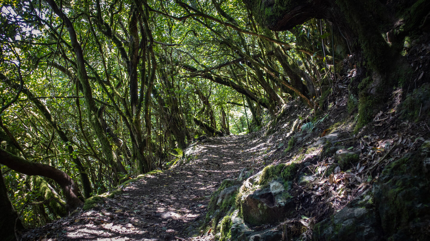 Wegabschnitt der Ruta 12 über den GR 131 Camino Natural Cumbres de La Gomera