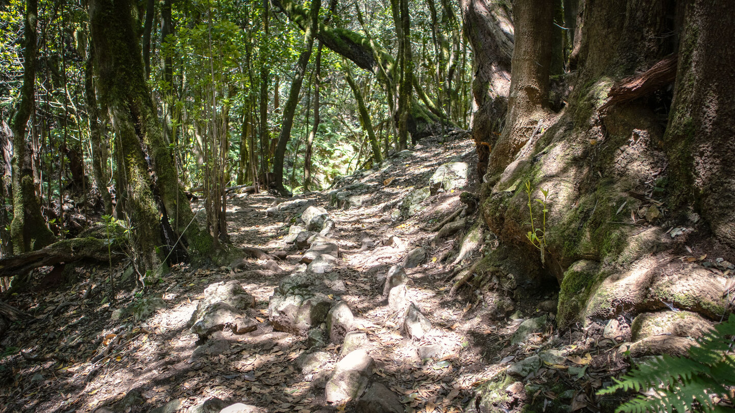 der Wanderweg führt zwischen jungen Til-Schösslingen entlang eines Wasserkanals