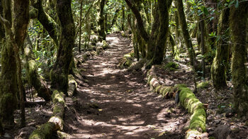 Wanderweg Risquillo de Corgo durch dichten Lorberwald